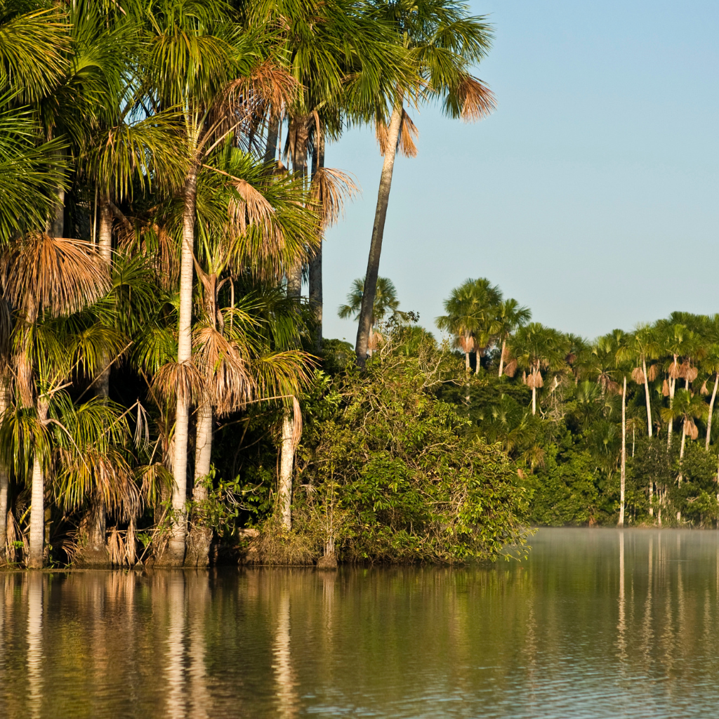 TAMBOPATA - COLLPA DE GUACAMAYOS & LAGO SANDOVAL (4 Días / 3 Noches)