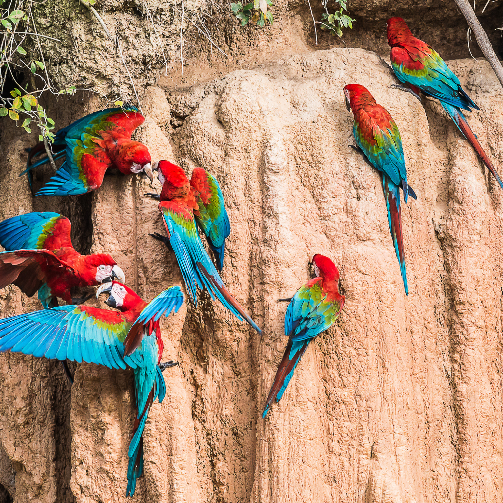 TAMBOPATA - COLLPA DE GUACAMAYOS (2 Días / 1 Noche)
