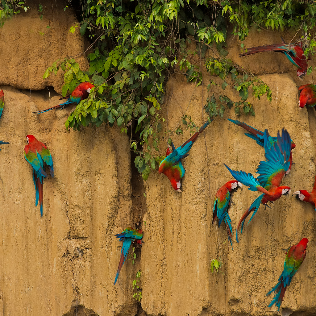 TAMBOPATA -COLLPA DE GUACAMAYOS (3 Días / 2 Noches)